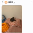 꽃개와꽃냥