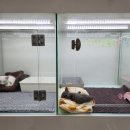 러블리캣독 의정부고양이분양 강아지분양 | 의정부고양이분양으로 믿을만한 곳! 러블리캣독 의정부 추천해요