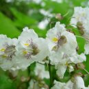 5월16일의 꽃 개오동나무 이미지