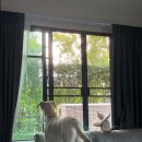 멍이냥이 이미지