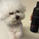 제라펫 | 저자극 펫샴푸 오디에이씨 오버츄어 시그니처 펫샴푸 100% 식물유래