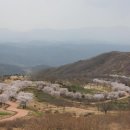 황매산 벚꽃길 이미지