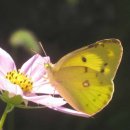 노랑나비 이미지