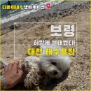 8월의 강아지 | 대천 해수욕장 - 성수기 7월, 8월 강아지 애견동반 정보 후기.