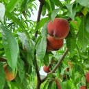 혈도농장 이미지