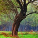 기초 명리학 이미지