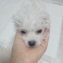 만박동물병원 이미지