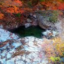 월매리(경북대부속학술림) 이미지