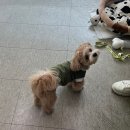 뷰티독스