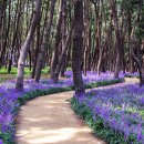 소나무숲아래 이미지