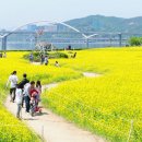 5월12일(화)봄빛 물든 구리 유채꽃길 이미지
