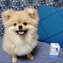 제이에이치바이오팜 이미지