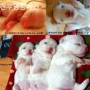 명품애견 이미지