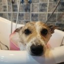 해맑은 애견미용 이미지