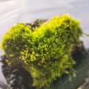 향미농장 | 당진 향미의정원, 조카와 함께 테라리움 체험 다녀온 후기