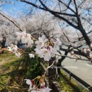 동산 | 🌸 대구 벚꽃 명소, 꽃보라동산 다녀온 후기