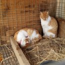 루루바이오 이미지