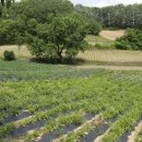 한농유기농 건강체험마을 이미지