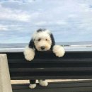 털복숭이친구들 이미지