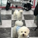 보람애견미용 이미지