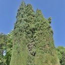 2017.04.17. 알브라함궁전의 헤네랄리페 정원인 그라나다왕의 여름궁전입니다. 이미지
