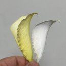 누시크 | 부케순이 꿀팁(복장 답례 추천: 강서 베뉴지 + 시크라인 + 제이르떼 후기)_결혼준비#7🤍