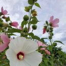 황금당약국 이미지