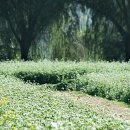 꽃이필무렵 이미지