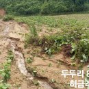 허금례(두두리 831) 이미지