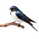 제비초등학교 이미지