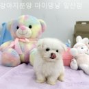 강아지분양 마이댕냥 일산점 이미지