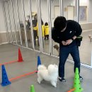옐레드 부천 신중동점 | [옐레드 부천신중동점] 부천애견유치원