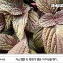 약초아이