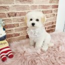 더멍멍 충주점 이미지