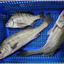 뚜루실내낚시 이미지