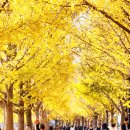 은행나무길 이미지