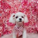 바비펫살롱 이미지