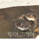 개구리 - 해운대구 세실로69번길 7 | 개구리