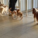 어서와 댕댕아 이미지