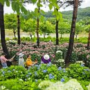 공주 수국축제 여행 후기 개화 상황 및 관람 포인트 체크