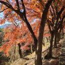 팔공산 단풍과 세아동산 수목원 휴양림 이미지
