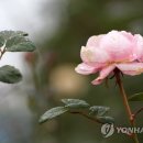 촉촉이네 이미지