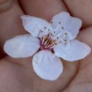 매화세탁소 이미지