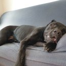 팍스도그트레이닝센터 이미지