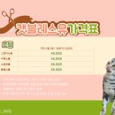 #수원 캣블레스유_아메숏 제로와 다녀온 광교 무마취 고양이 미용 후기 (+고양이 호텔 &amp; 상주묘 단단이)