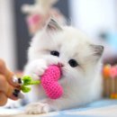 강남고양이분양 나비캣 | 먼치킨고양이분양 강남 캣프렌즈 방문부터 우리 두부 입양까지