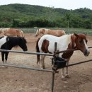 포니랜드 이미지