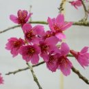 사과향기 이미지