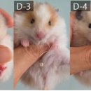 부산햄스터분양 행복햄 이미지