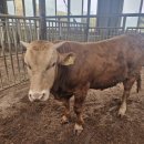 엘리트 한우 이미지